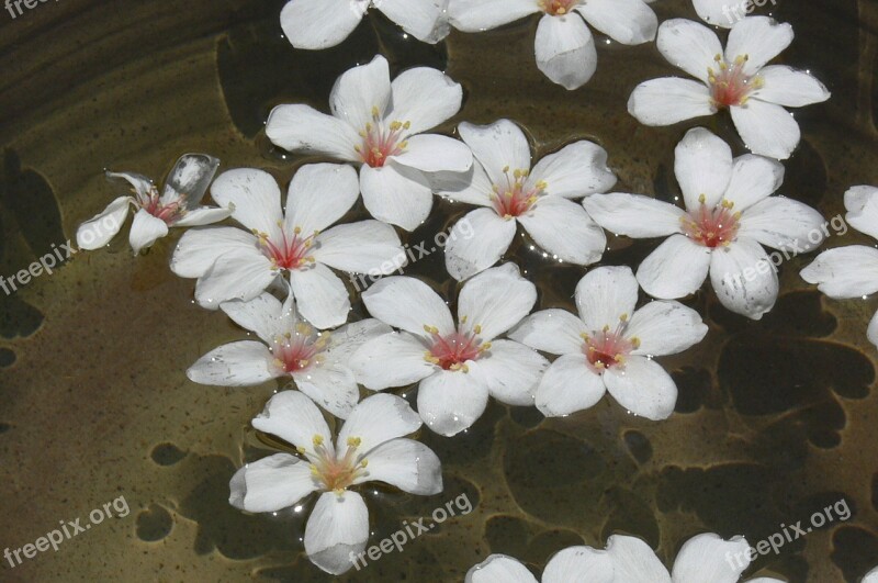 Flower Indus Wu Yuexue Free Photos