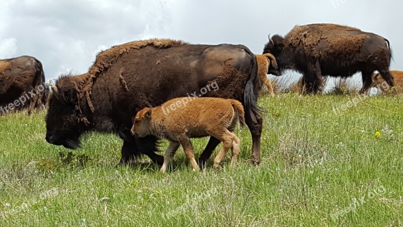 Buffalo Baby Animal Grazing Wild Wildlife