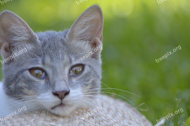 Pets Cats Thinking Free Photos