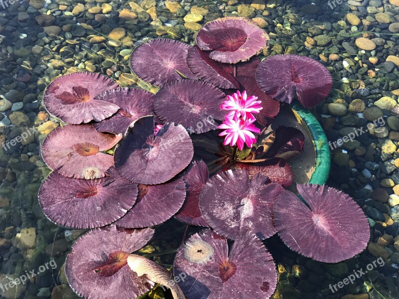 Lotus Water Pink Lotus Free Photos