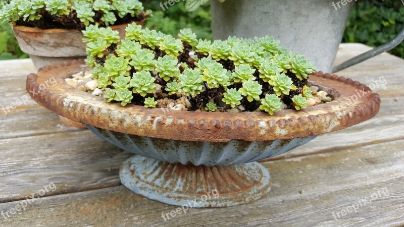 Succulent Shell Stone Garden Plant Nature