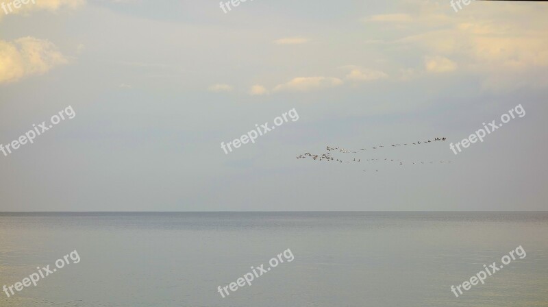 Sea Birds Wedge Sky Flies