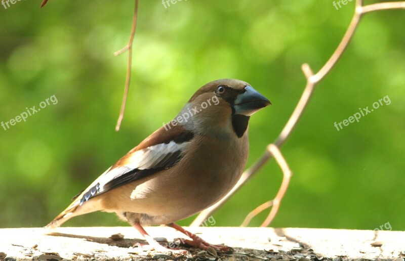 Grosbeak Coccothraustes Coccothraustes Bird Males Animal