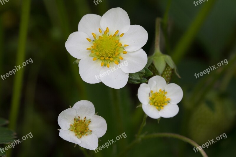 Strawberry Plant Nature Strawberry Flower Access