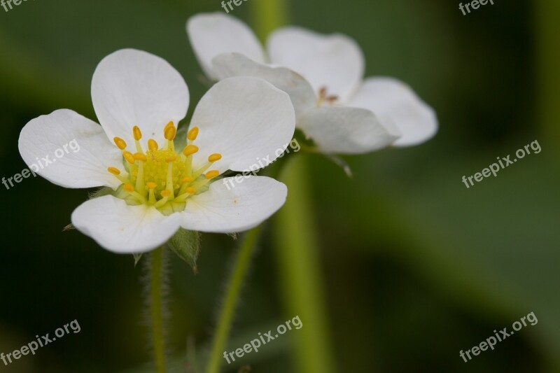 Strawberry Plant Nature Strawberry Flower Access