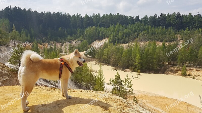 Dog Akita Quarry Sand Lake