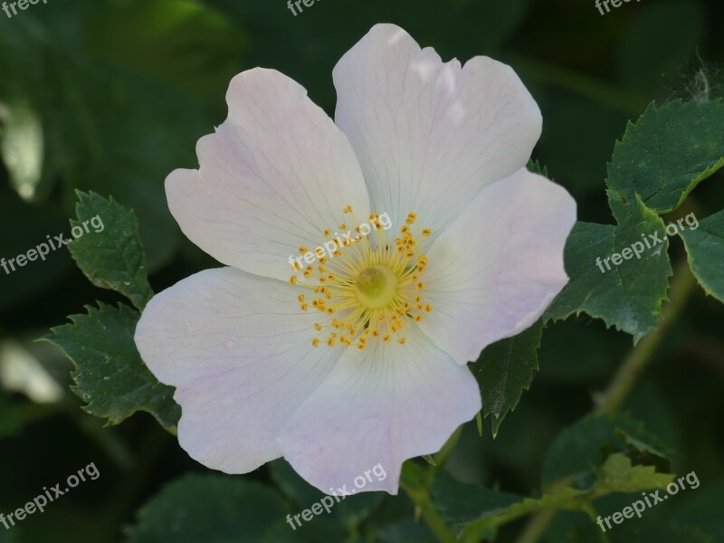 Blossom Bloom White Flower Anemone