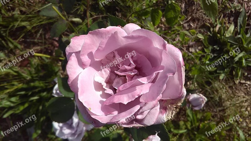 Rose Lavender Flower Natural Aromatherapy