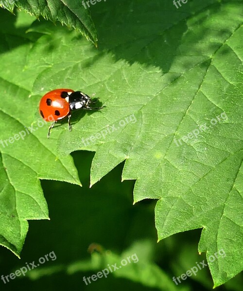 Ladybug Lucky Ladybug Stinging Nettle Free Photos