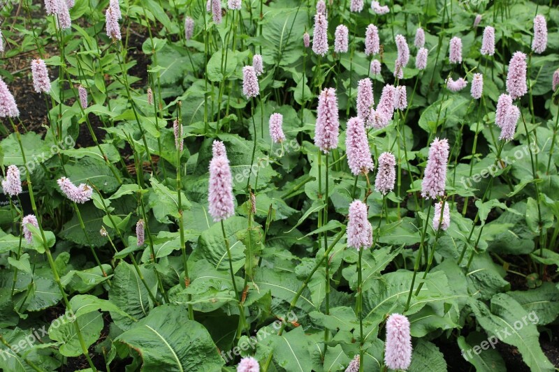 Persicaria Common Bistort Flower Plant Color