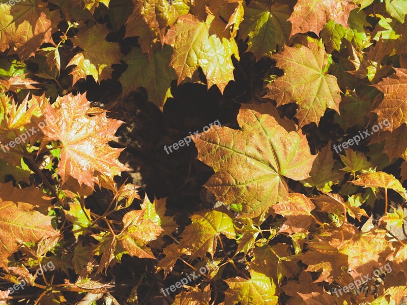 Autumn Foliage Maple Bush Fall Colors