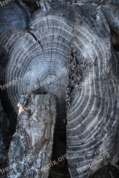 Wood Trunk Rings Tree Cut Trunk