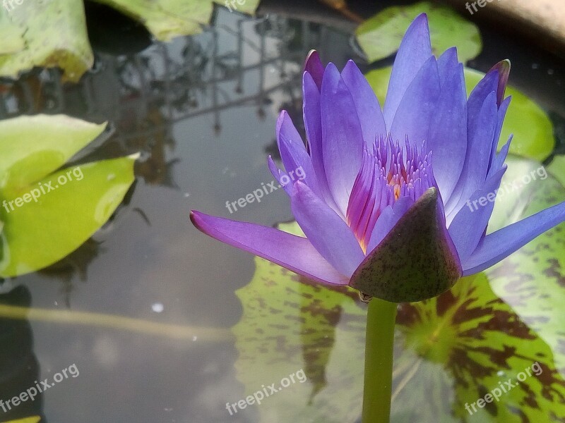 Lotus Purple Lotus Refreshing Lotus Leaf Water