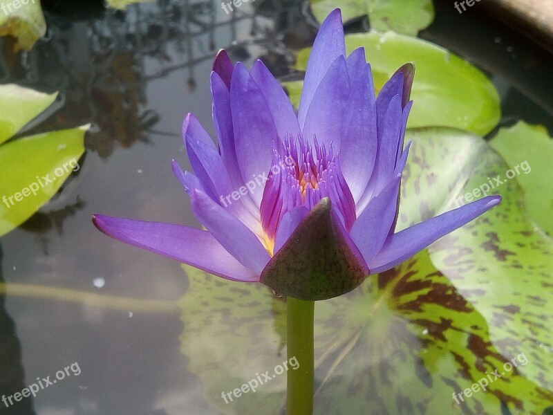 Lotus Purple Lotus Refreshing Lotus Leaf Water