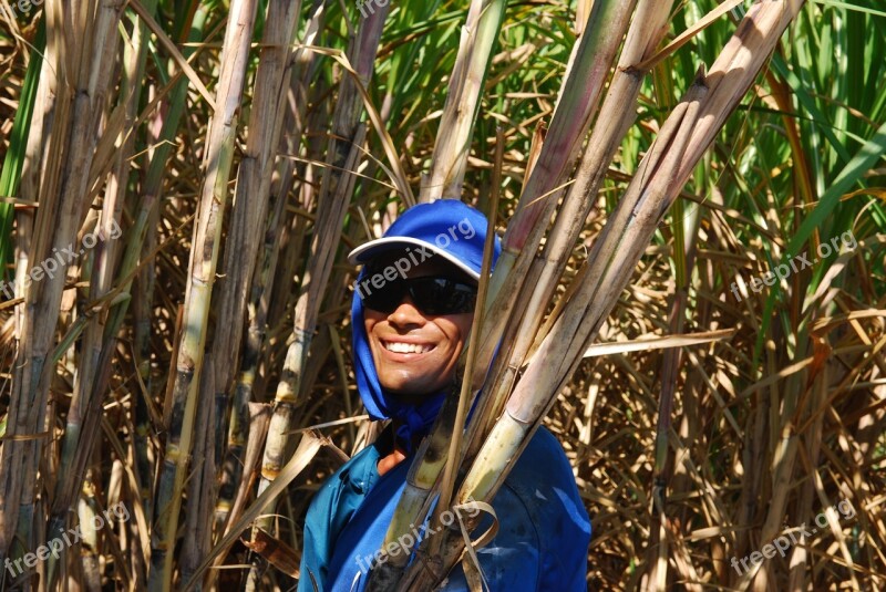 The Rural Worker Cana Plantation Free Photos