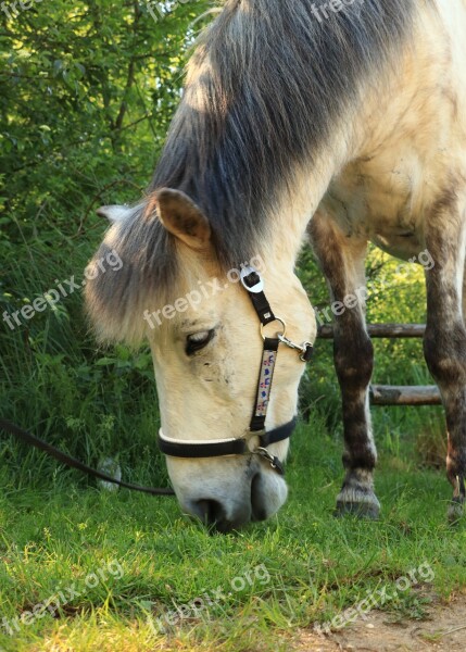 Horse Animal Ride Animal World Horse Head