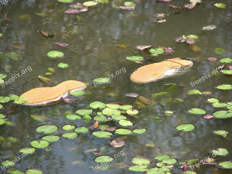 Water Sports Swim Flotsam And Jetsam Free Photos