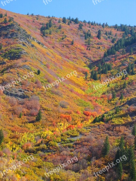 Trees Forest Autumn Fall Blue Sky