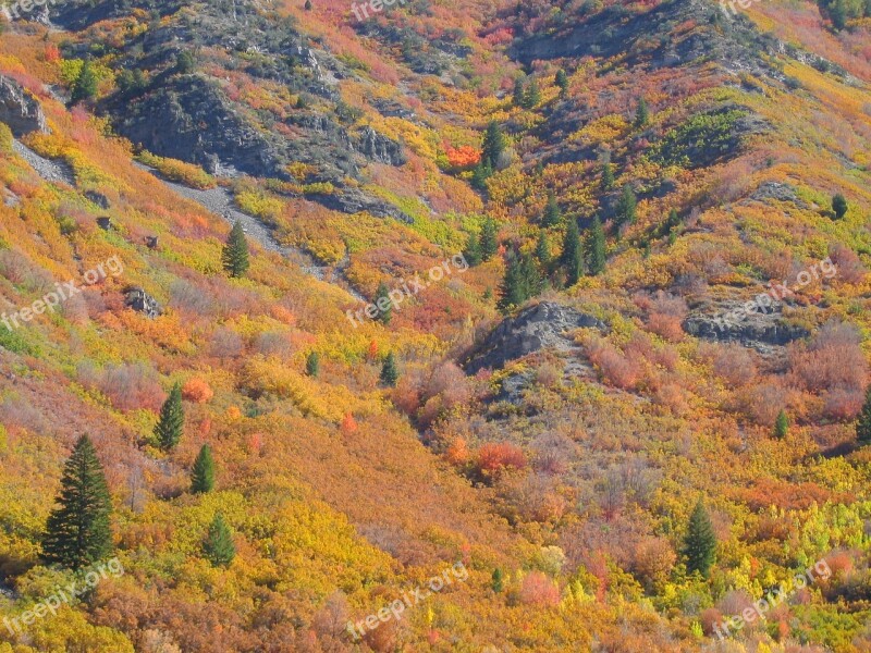 Trees Forest Autumn Fall Nature