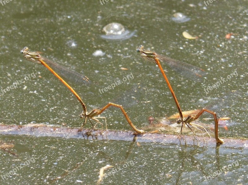 Dragonflies Damselfly Insects Mating Reproduction Mating