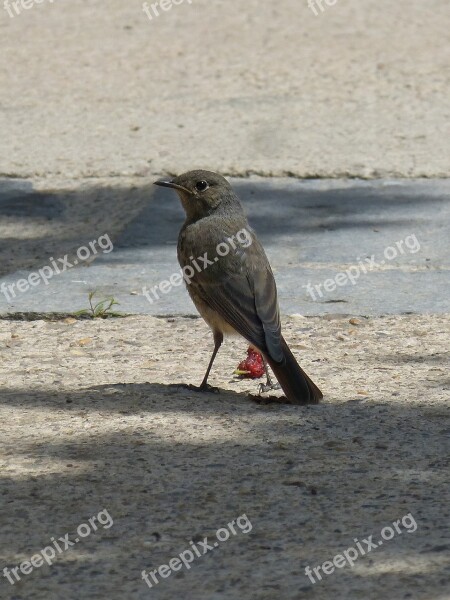 Black Redstart-management Smoked Smoked Cotxa Bird Mora