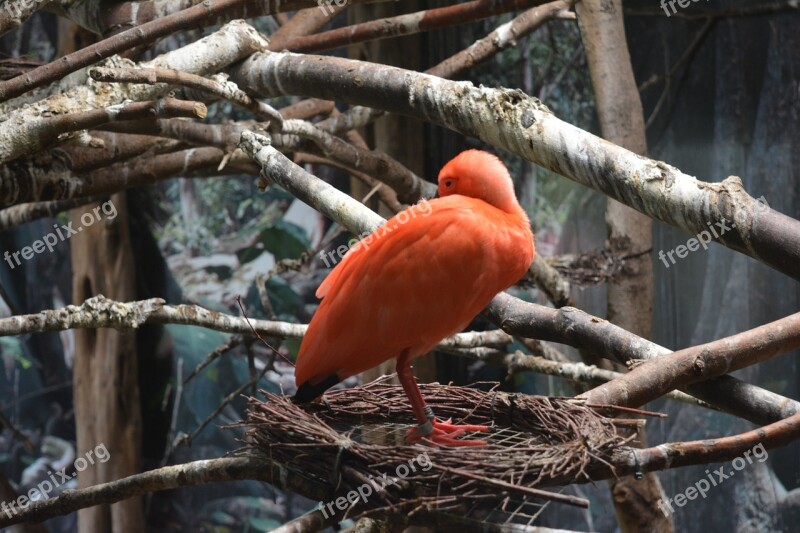 Ibis Bird Animal Red Zoo