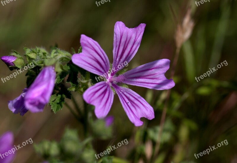 Mallow Flower Mov Wild Plant