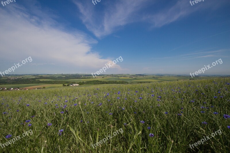 Summer Field Sky Blue Panorama