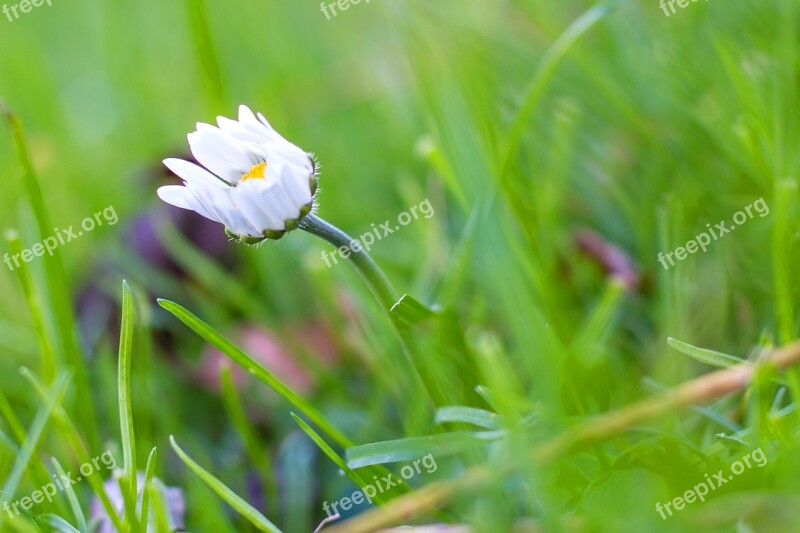 Pentecost Flower Plant Blossom Bloom