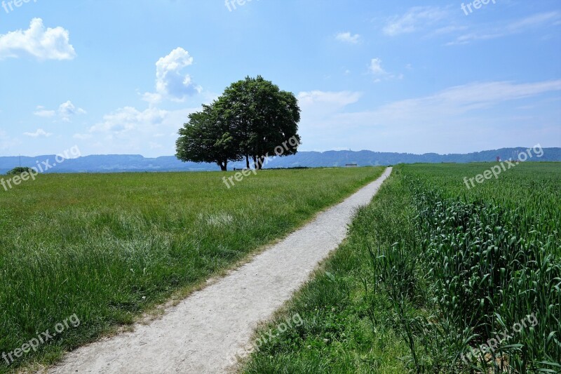 Zollikon Switzerland Zurich Nature Tree