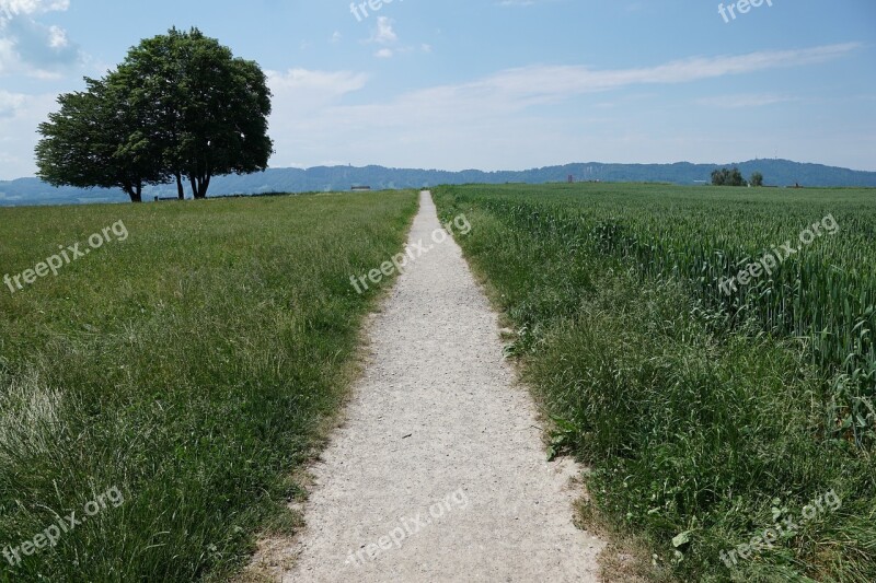 Zollikon Switzerland Zurich Nature Tree