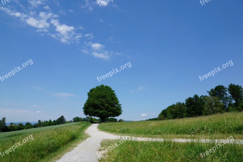 Zollikon Switzerland Zurich Nature Tree