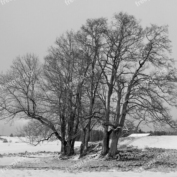 Trees Winter Snow Allgäu Wintry