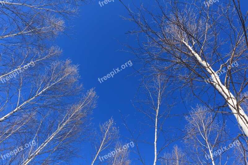 Mohe Blue Sky Birch Forest Trunk