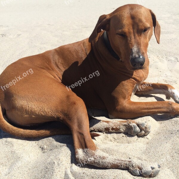 Ridgeback Sand Dog Relaxed Free Photos