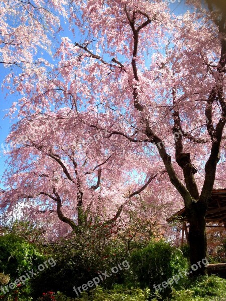 Cherry Blossoms Spring Cherry Blossom Viewing Natural Wood