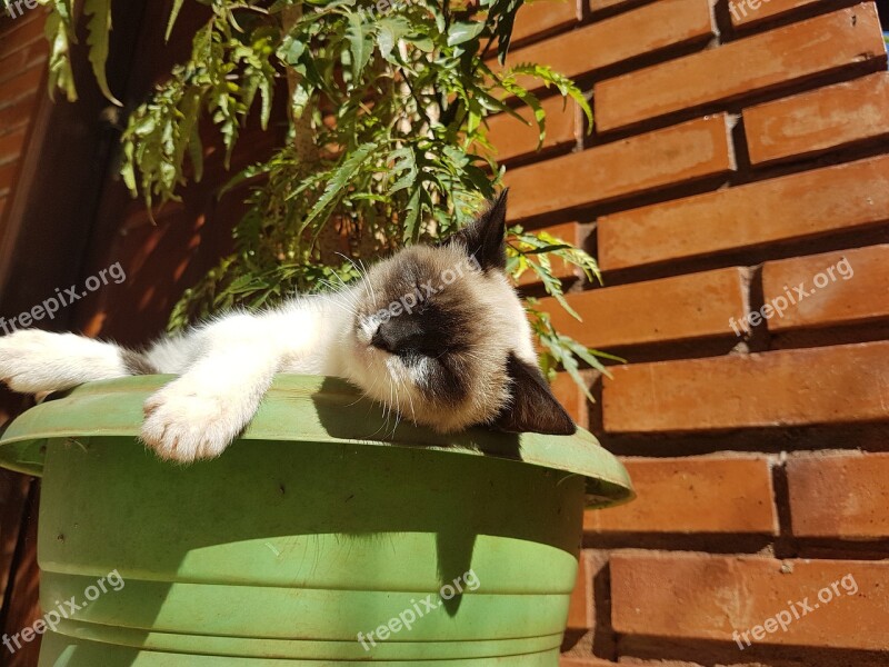 Cat Siamese Laziness Rests Animal