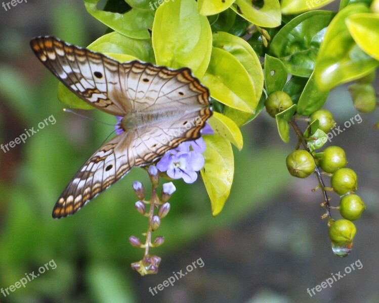 Butterfly And Drop In Garden