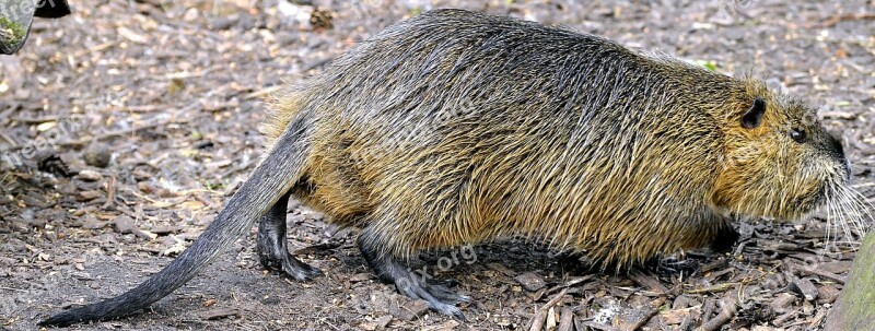 Coypu Rat Tail Nutria Animal World Rodent