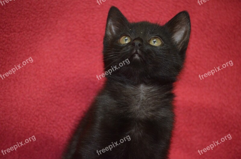 Cat Black Red Black Black Kitten Kitten