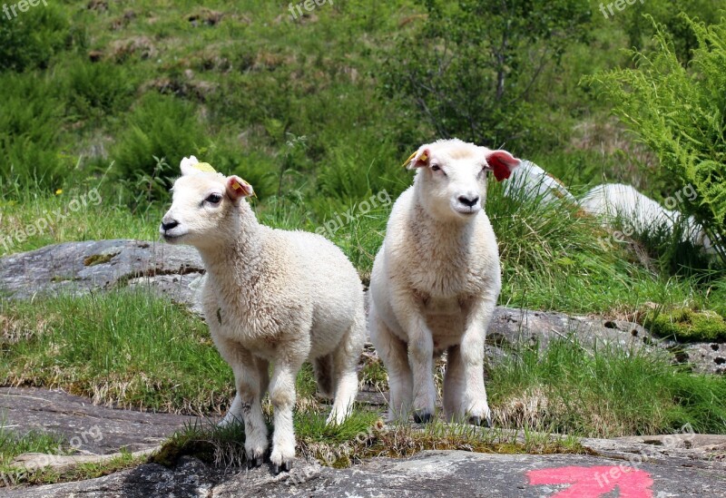 Sheep Lamb Lambs Gang Meadow