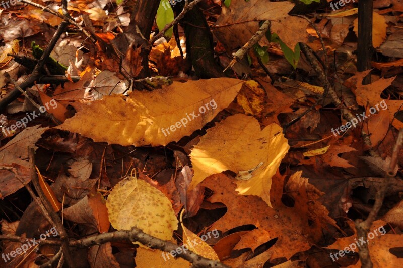 Fall Autumn Leaves New England New Hampshire