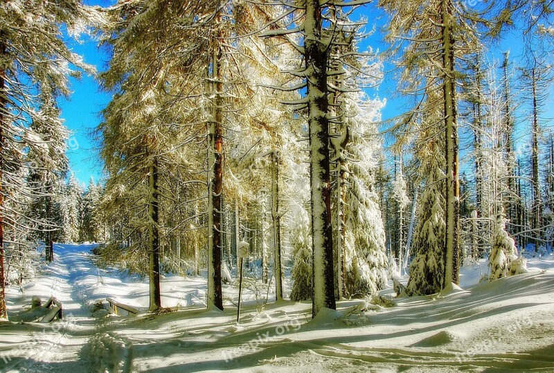 Winter Snow Wintry Landscape Tree