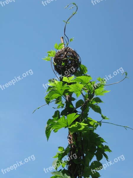 Hops Garden Sky Art Free Photos