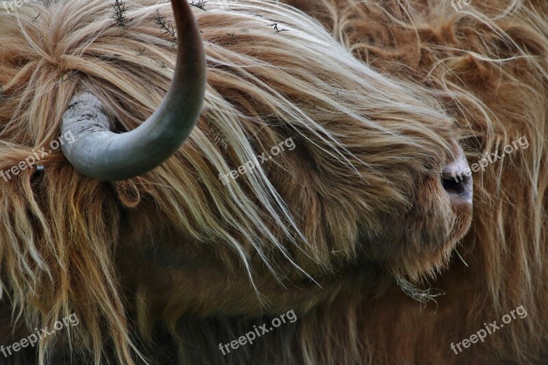 Highland Cow Farm Cow Animal Highland