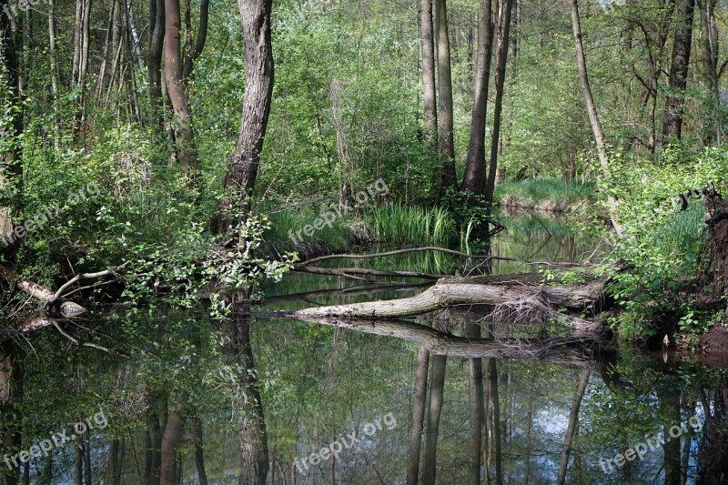 Nature Forest Bach Green Trees