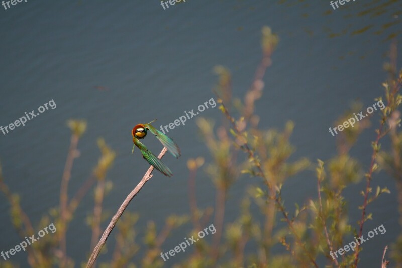 European Bee Eater Flies Colorful Local Flying