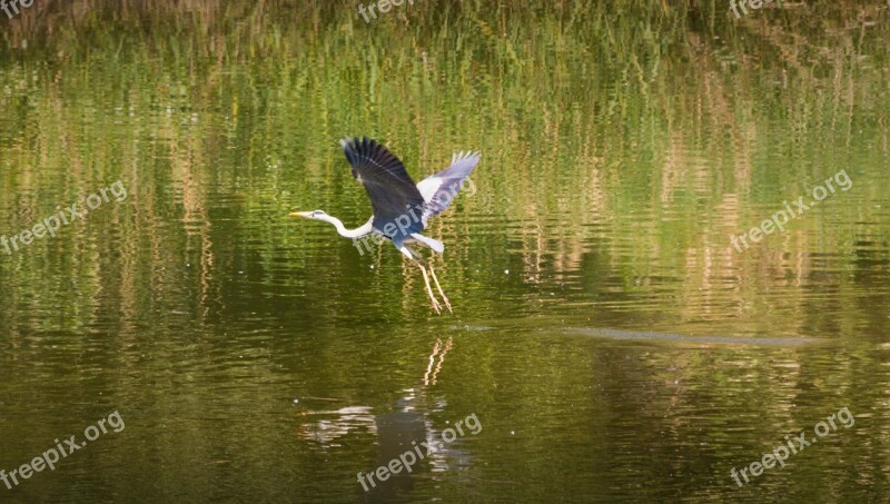 Heron Flies Starts Water Mirroring