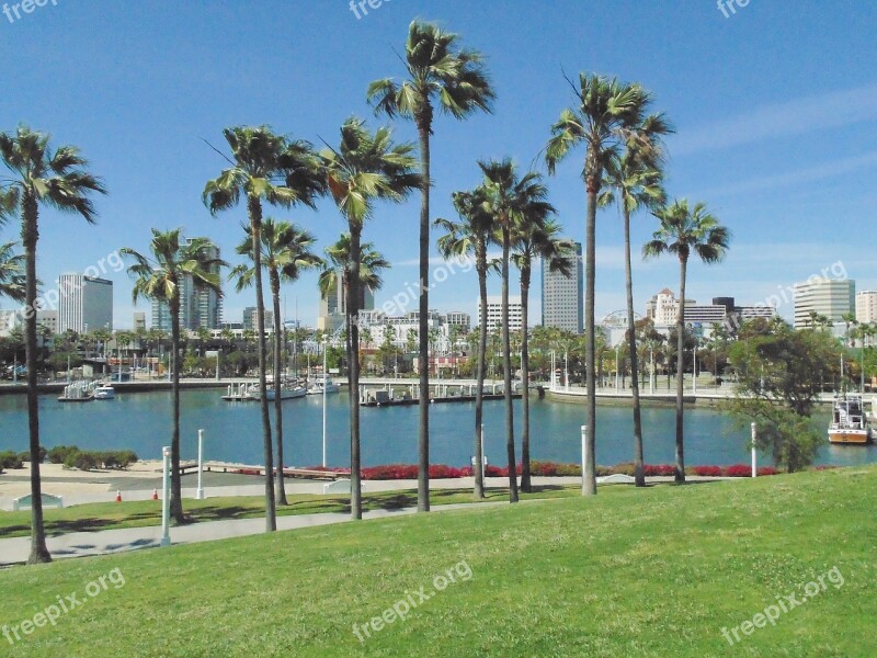 Palm Trees Marina Beach Free Photos