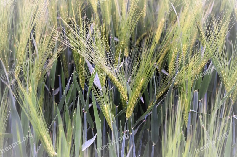 Wheat Winter Wheat Field Cereals Arable